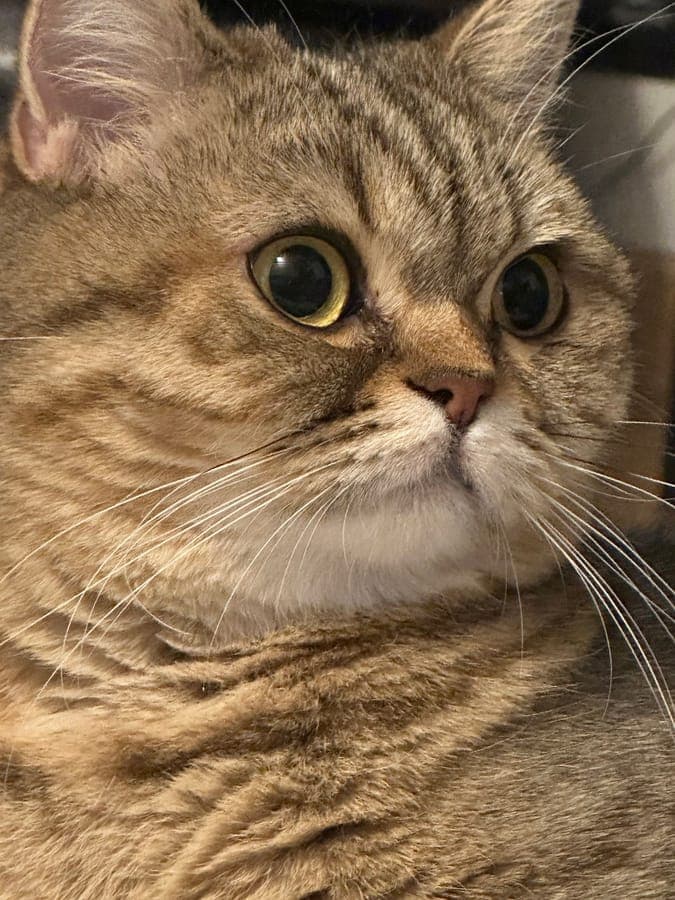 British Shorthair kedi portresi