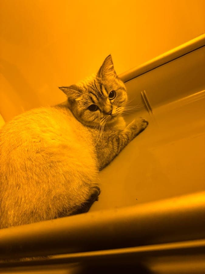 Kedi yoğun bakım inkübatöründe