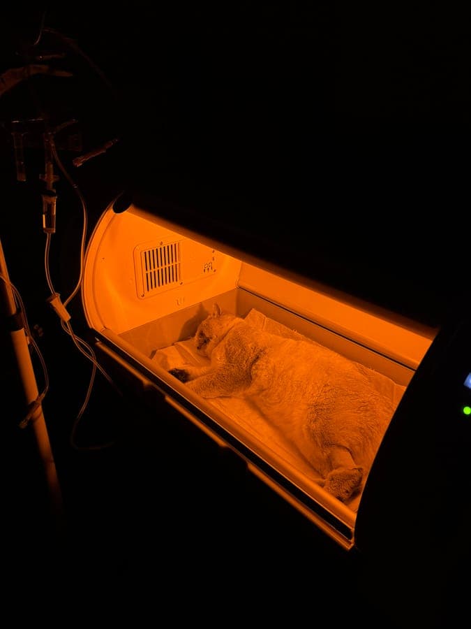 Kedi yoğun bakım - serum tedavisi