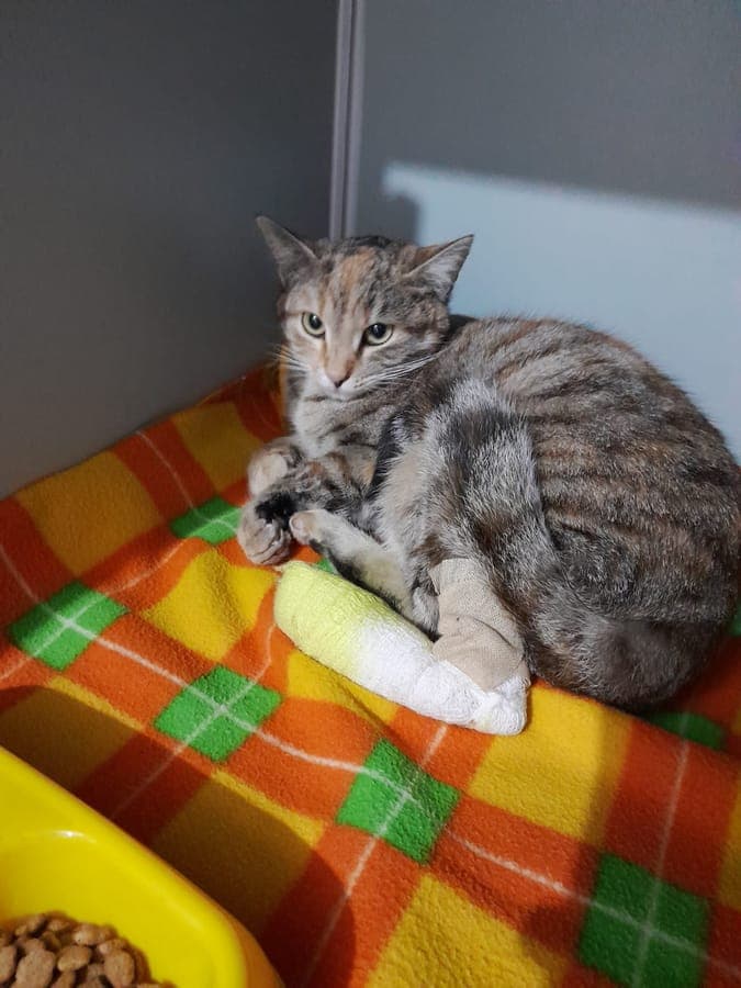 Tedavi gören tekir kedi