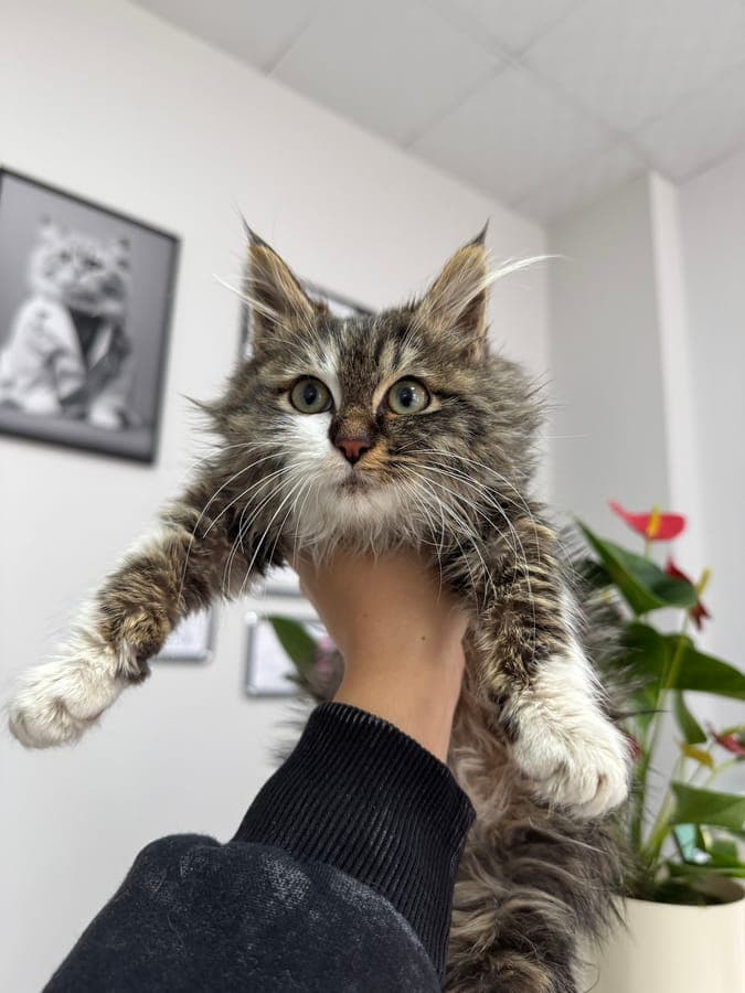 Veteriner kucağında yavru kedi